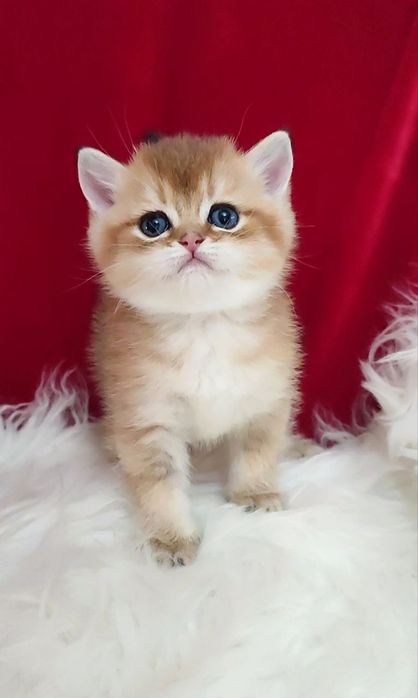 Британец мальчик чистокровный золотая шиншила