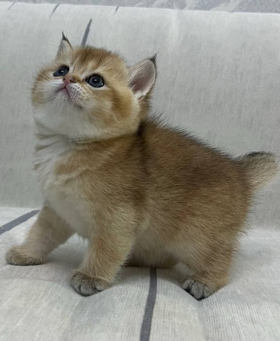 Британская золотая шиншилла девочка чистокровный котенок