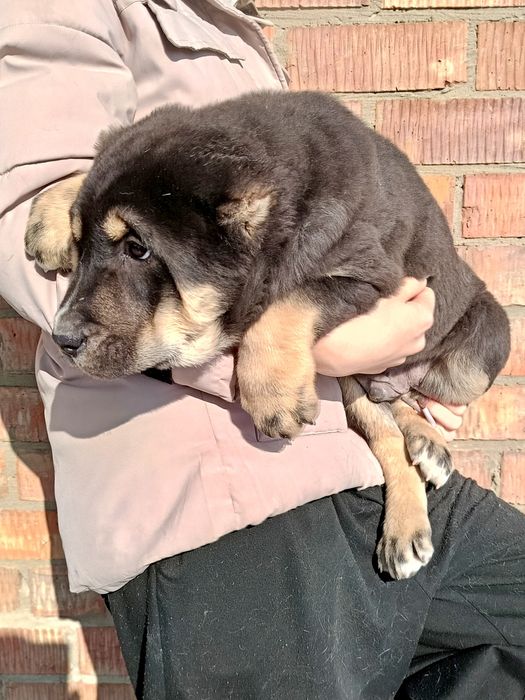 Продам щенков азиатов