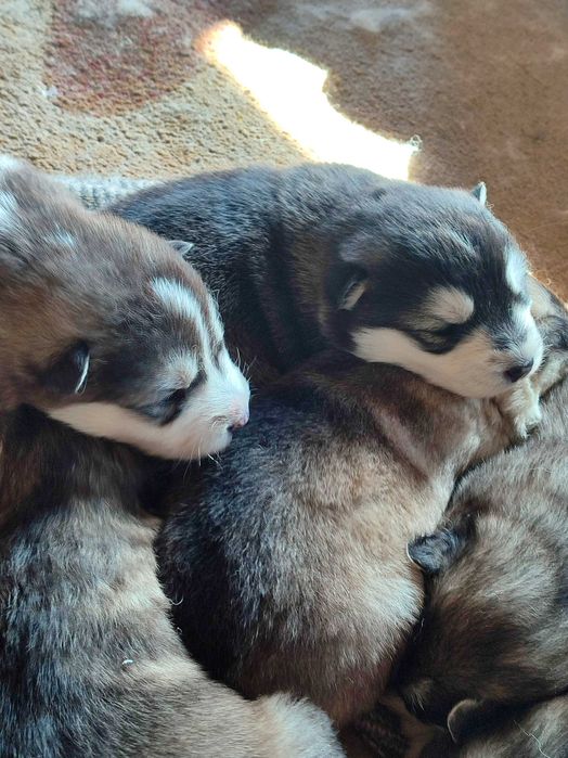 Маламут щенки чистокровные