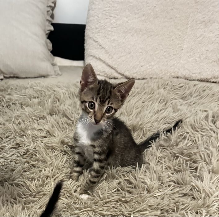 Pisoi tigrati pentru adoptie