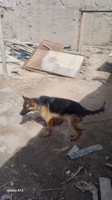 8 oyliq kushik aqilli adamga sakirmidi