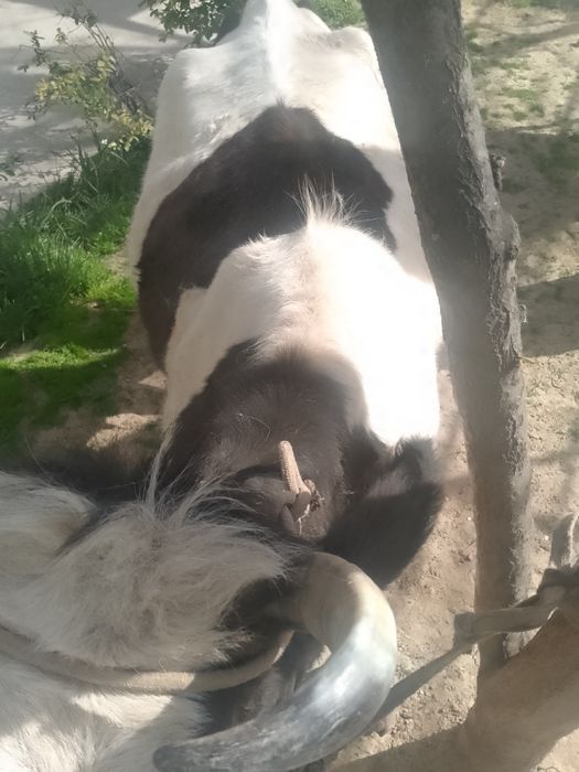 Sigir sotiladi boʻgʻoz