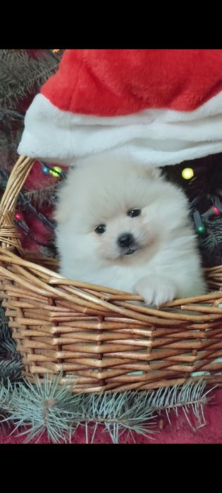 Новогодний мишутка