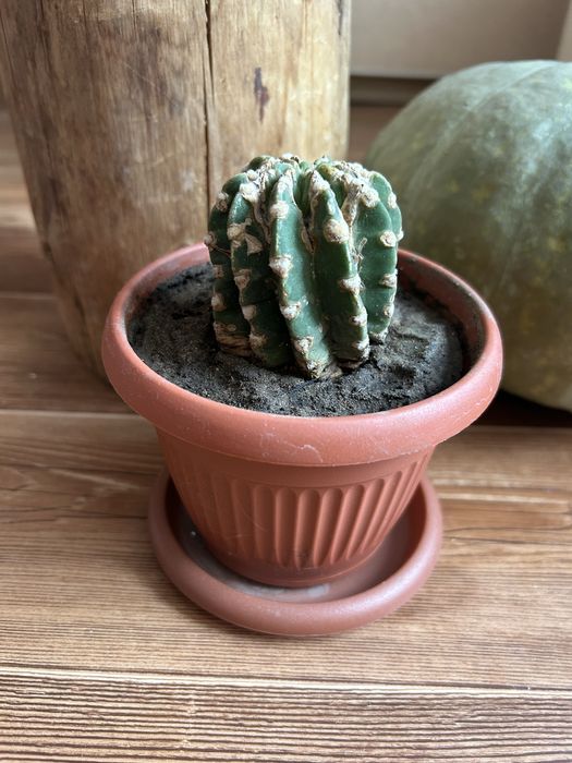 Продам хлорофитум, кактус