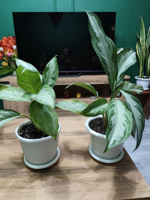 Продам комнатные растения