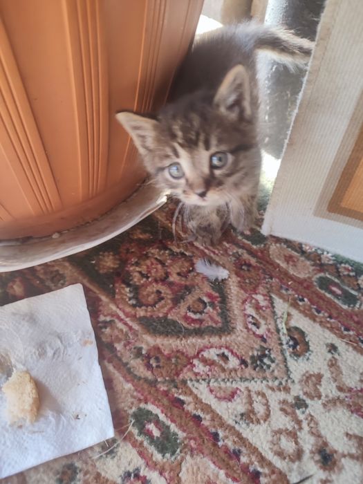 Отдам котят в хорошие руки