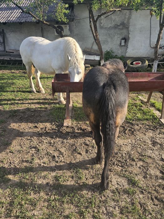Vând mânză sură de 5 luni