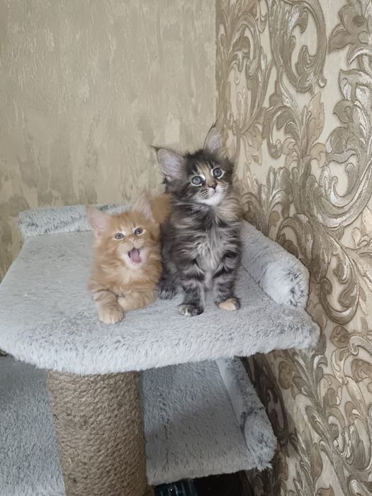 Котята мейн кун мейкун