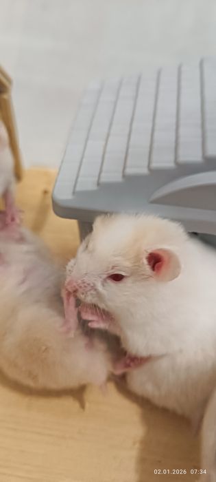 Отдам даром хомячков