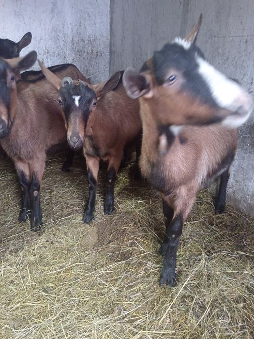 Vând capre alpine franceze