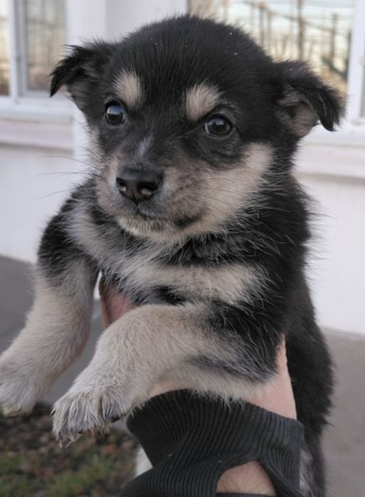 Щенки ищут дом! В хорошие руки!