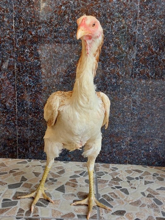 Privaznoy ganoy qon dakan tovuq