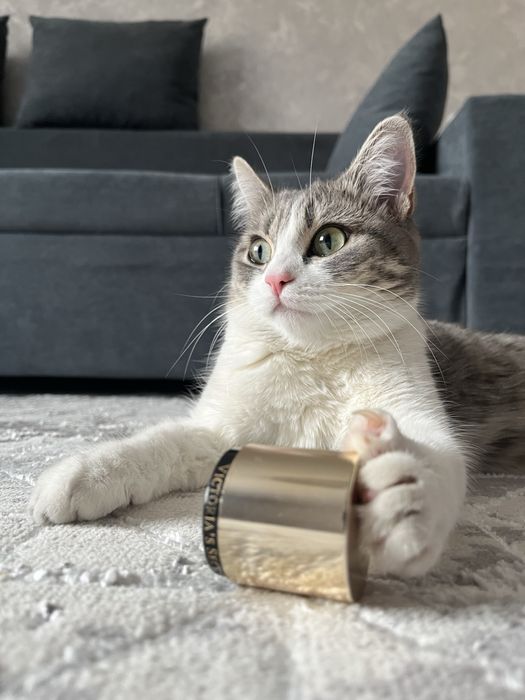 Кошка бесплатно , тегін