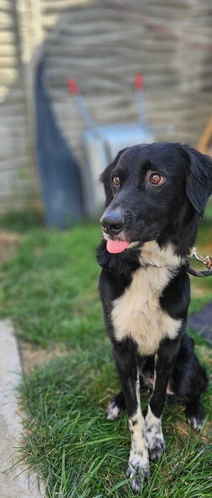adopta l pe Rolly