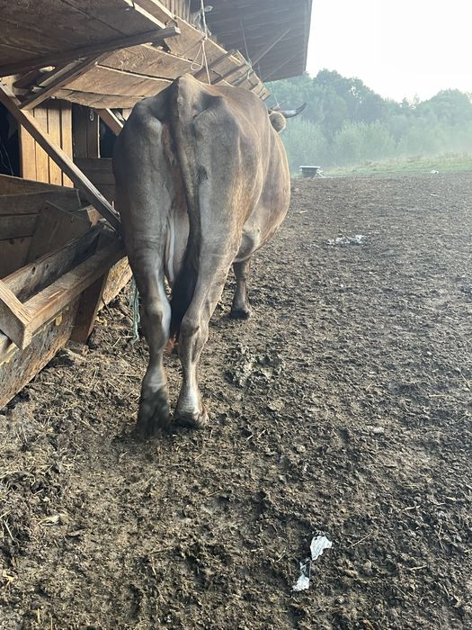 Vand vaca gestanta