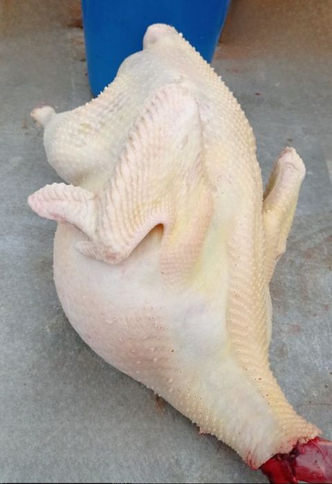 Продам домашнюю Индейку