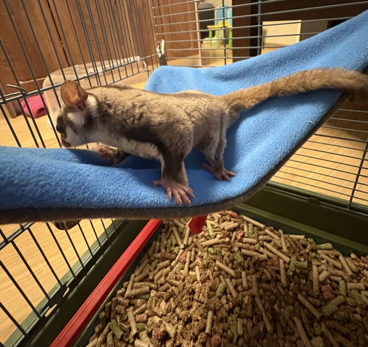 Захарна катерица с клетка / Sugar glider