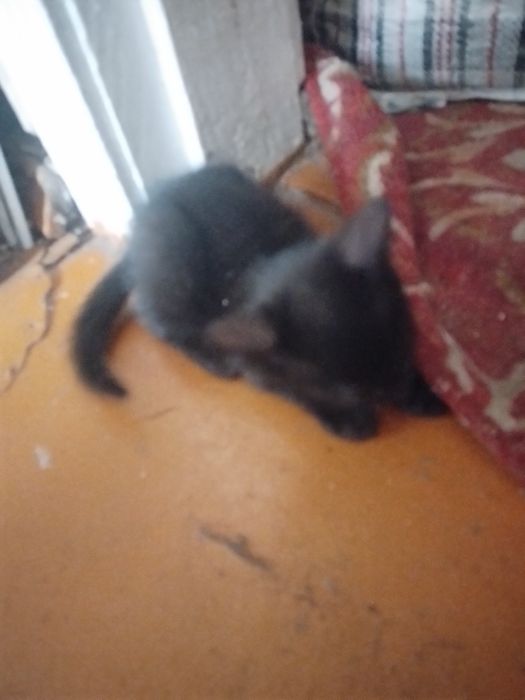 Котята Двухмесячные