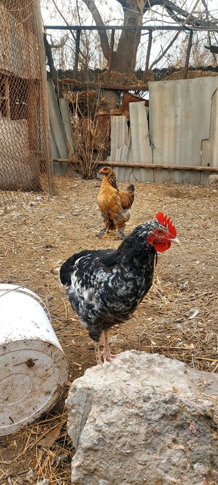 Продам курей, Брама и Австролоп.