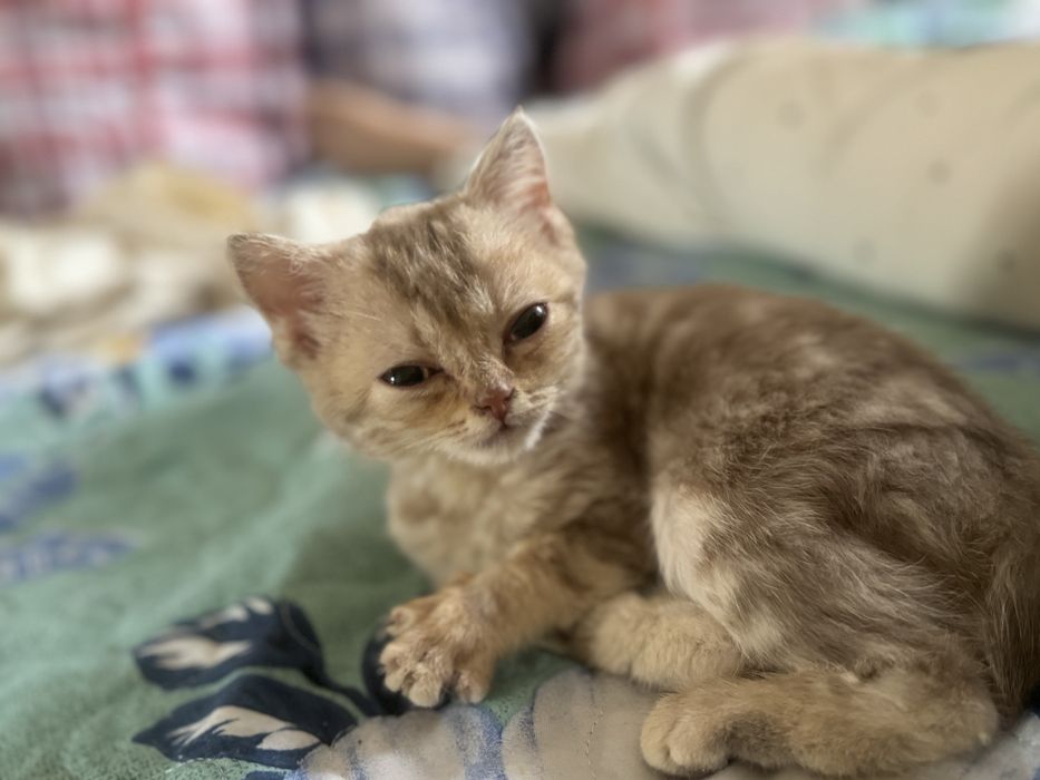 Британский котенок