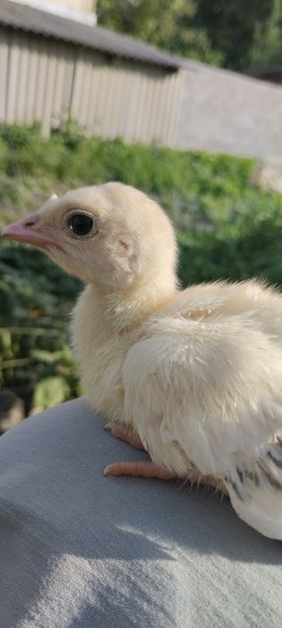 Продам индюшат домашних