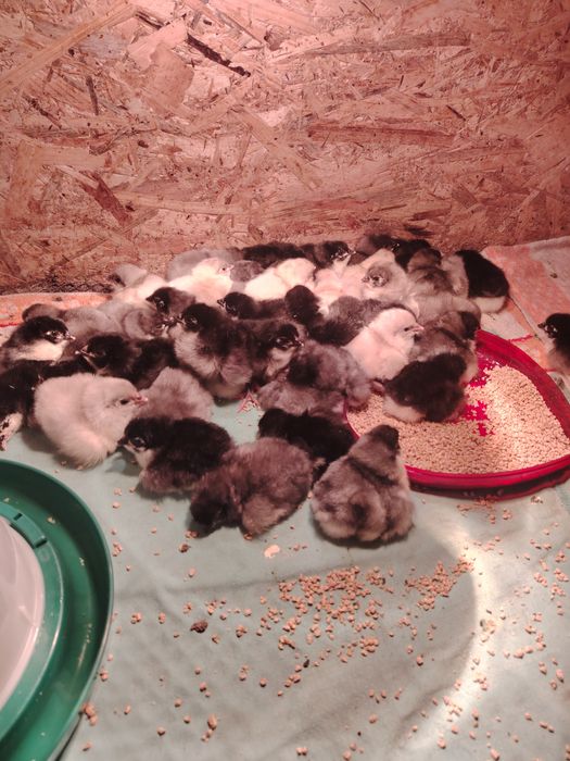 Vând pui de găina Australorp.