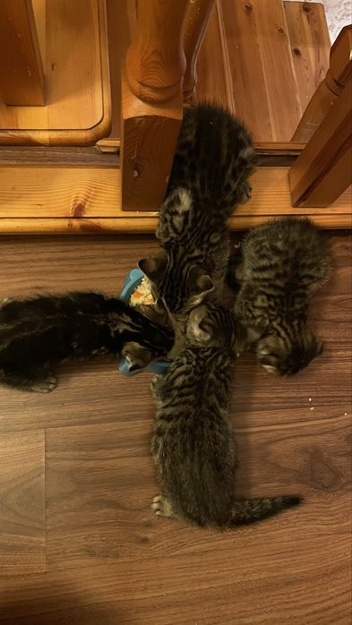 Котята   девочки