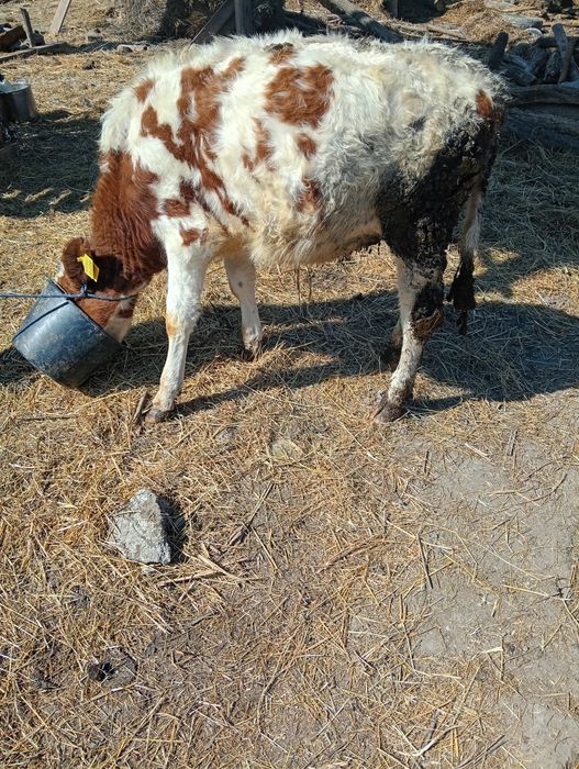 Vând vitea bălțată