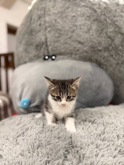 Котенок, котята, кошка, кот, котята ташкент, взять котенка
