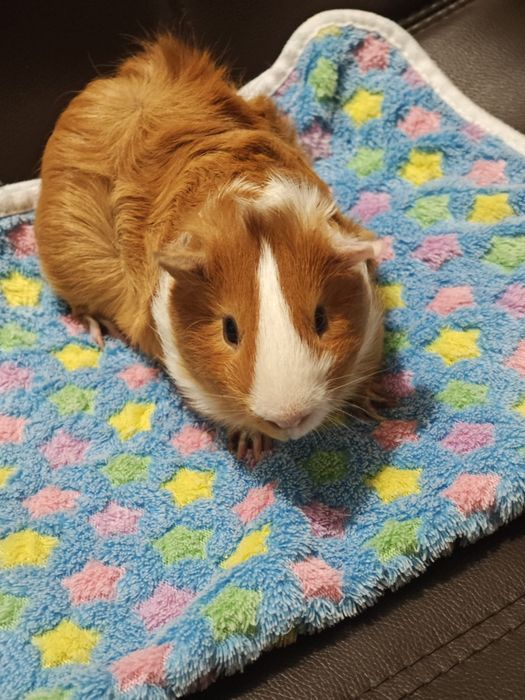 Porcușor de Guineea