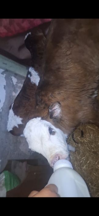 одежда Бузаулар сатылады