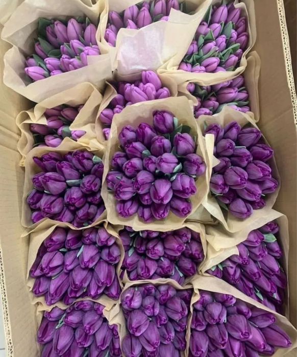 Цветы голландия и местные