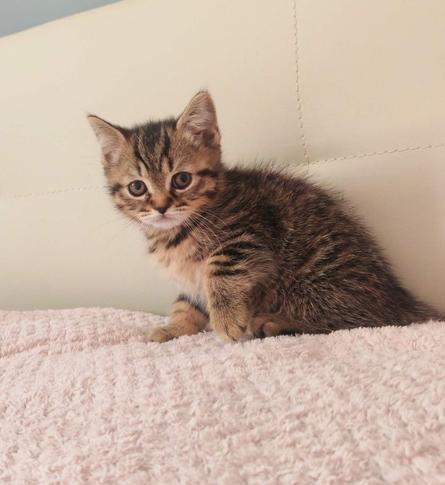 Мъжко британско коте разцветка Таби