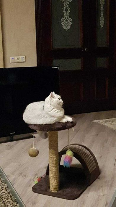Кошечка в добрые руки шиншилла