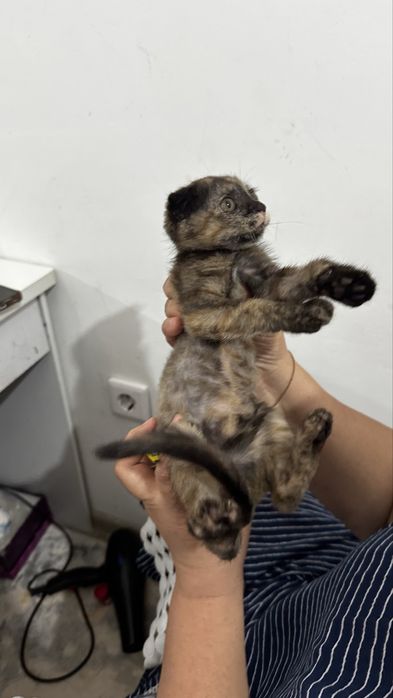 Мысық сатылады тұқымы Scottish Fold