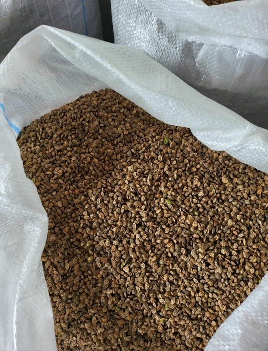 Samanta Sparceta recolta 2025