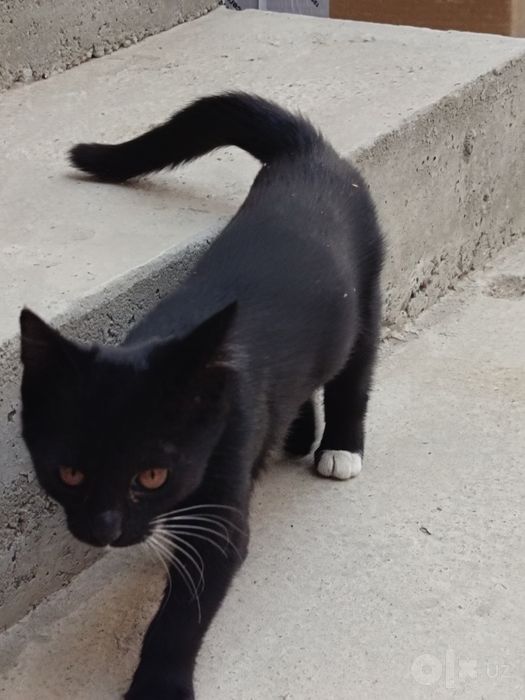 Отдам котят в хорошие руки
