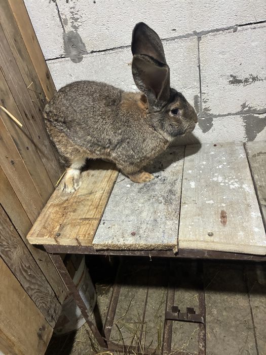 Vand iepuroi urias german