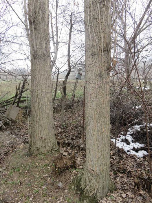 Продается Тополь 50 штук! Терак сотилади 50 дона!