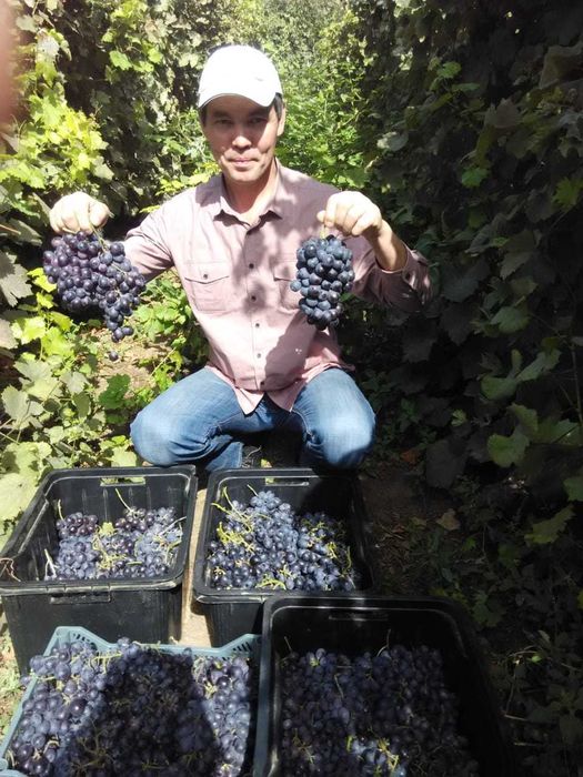 Плодовые деревья