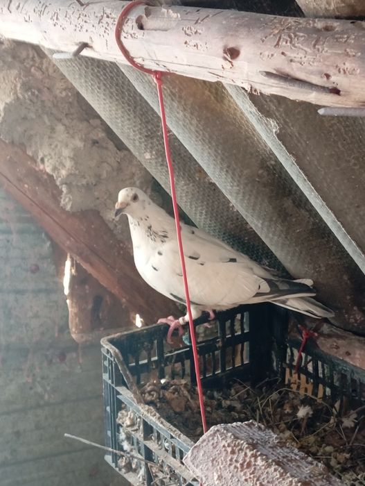 De vânzare porumbei