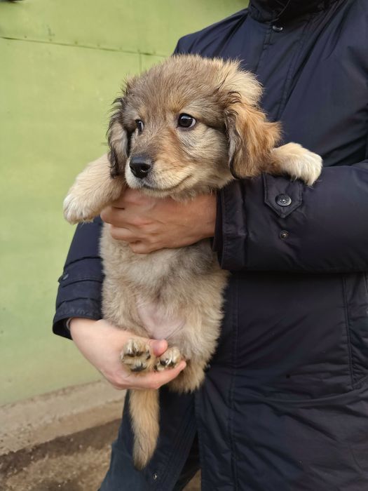 Ухоженные щенки ищут дом