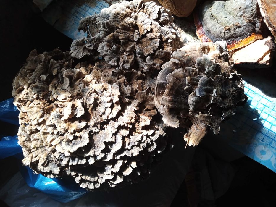 Trametes versicolor-ciuperca medicinala sistem imunitar