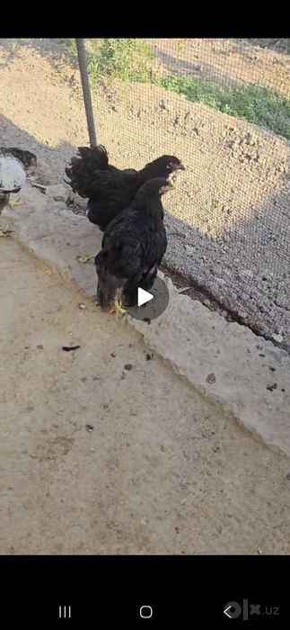 Brama joja xorozla sotiladi.