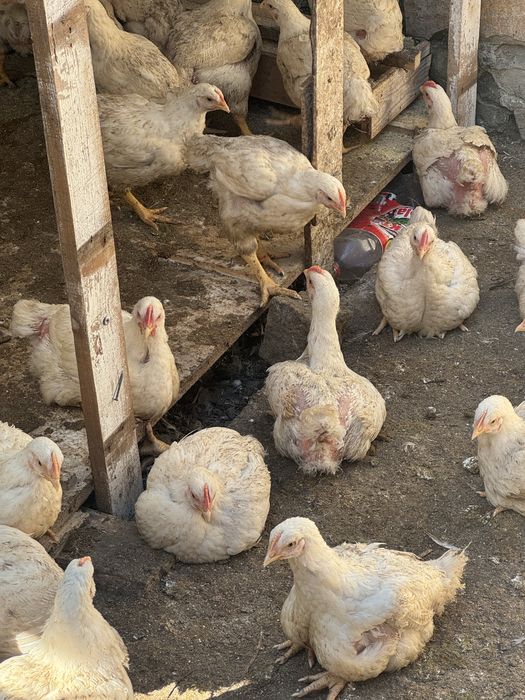 Продавам домашни бройлери