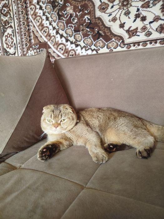 Кот для связки...