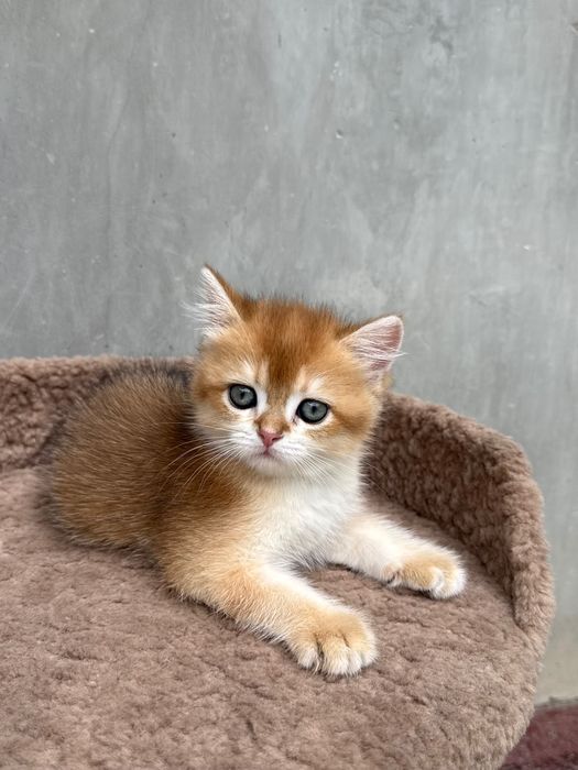 Британские котята.