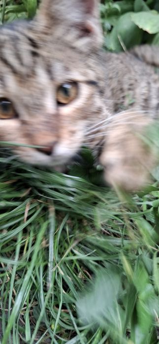 Котёнок мальчик подросток ищет себе дом!