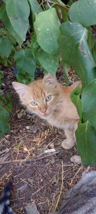 Котенца на 7 месеца търсят дом.